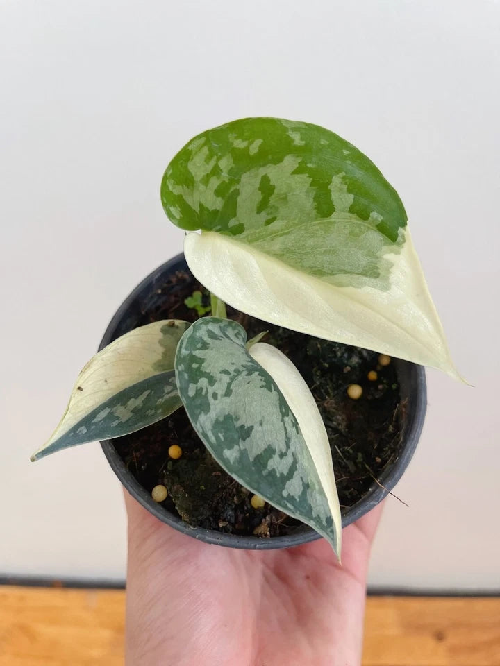 Scindapsus Mayari Rare Live Plant | Exotic Tropical Houseplant | Real Photo | Collector Indoor Plant