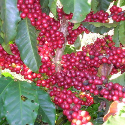 Aramosa Coffee Seeds (Coffea sp.) – 120+ Premium Rare Low-Caffeine Hybrid Coffee Seeds