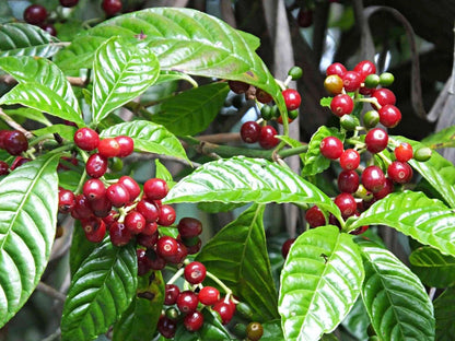 Lempira Coffee Seeds (Coffea arabica var. Lempira) – Rare High-Yield Disease-Resistant Specialty Coffee Beans for Planting and Cultivation