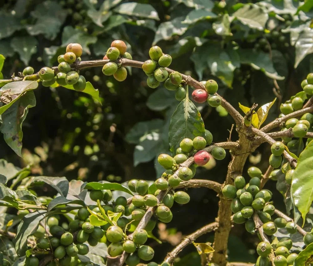 SL10 Coffee Seeds (Coffea arabica var. SL10) – Certified High-Yield Gourmet Coffee Bean Seeds for Planting (120 Pcs)
