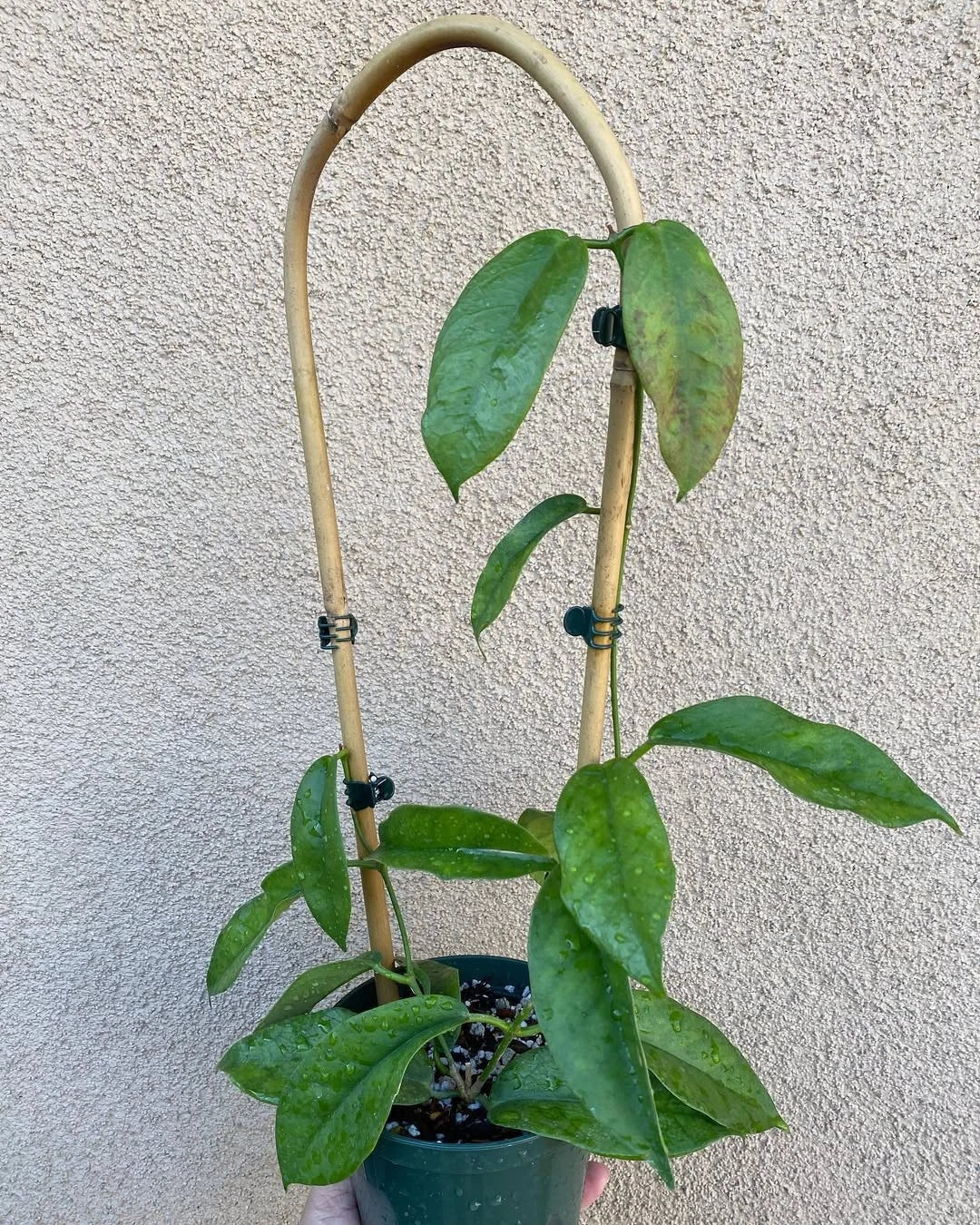 Hoya subcalva - Rare Fragrant Tropical Wax Plant