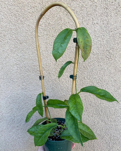 Hoya subcalva - Rare Fragrant Tropical Wax Plant