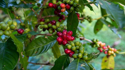 Batian Coffee Seeds (Coffea arabica 'Batian') – 2000+ Bulk Premium High-Yield CBD-Resistant Specialty Coffee Seeds