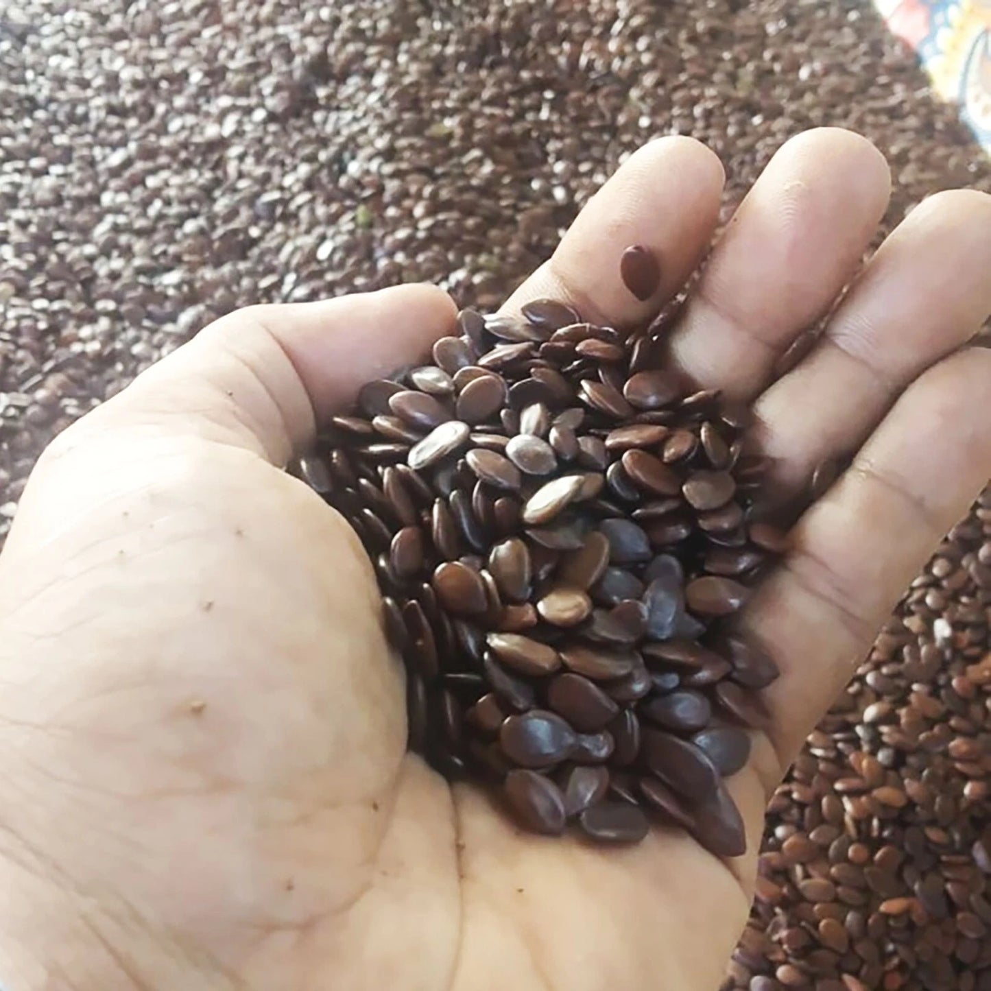 100+ River Tamarind Seeds (Leucaena leucocephala / Jumbay / Ipil-Ipil / Tan-Tan) – Premium Fast-Growing Agroforestry & Timber Tree Seeds for Planting
