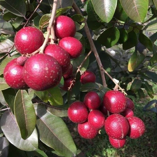 Grafted Red Longan ‘Ruby Red’ (Dimocarpus longan var. red) – 50–60 cm Live Fruiting Tree Specimen
