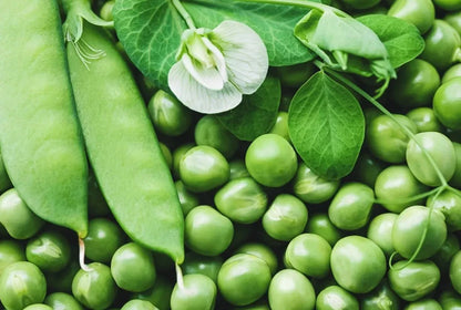 Taiwan Snow Pea Seeds (Pisum sativum var. saccharatum) – 150++ Premium Fresh Crisp Sweet Taiwan Snow Pea Seeds for Planting