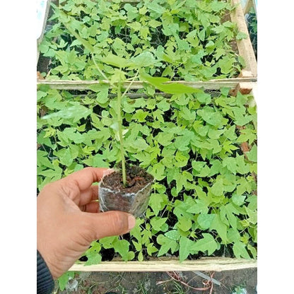 Solo Hawaiian Papaya (Carica papaya) – 1,000+ Premium Seeds