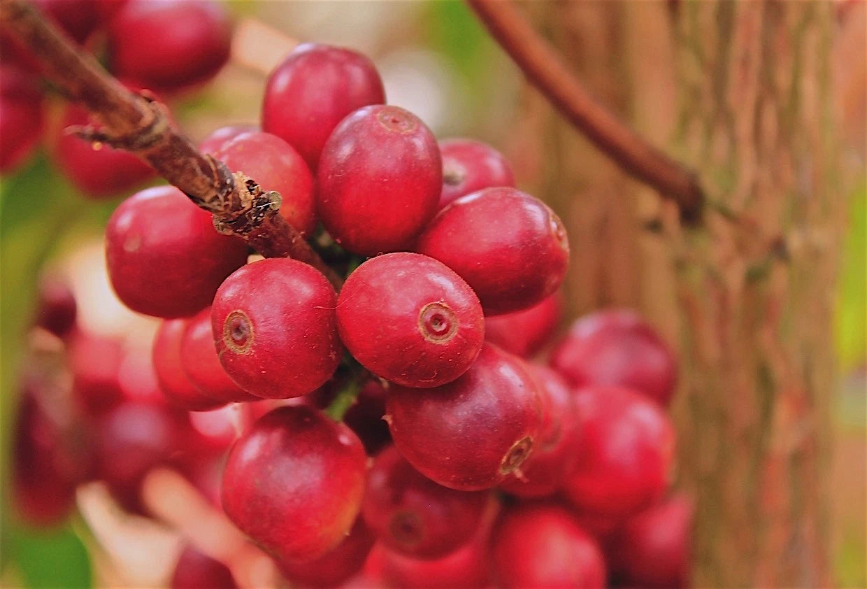 Kent Coffee Seeds (Coffea arabica var. Kent) – Premium Certified High-Yield Specialty Indian Heirloom Gourmet Coffee Bean Seeds for Planting (120 Pcs)