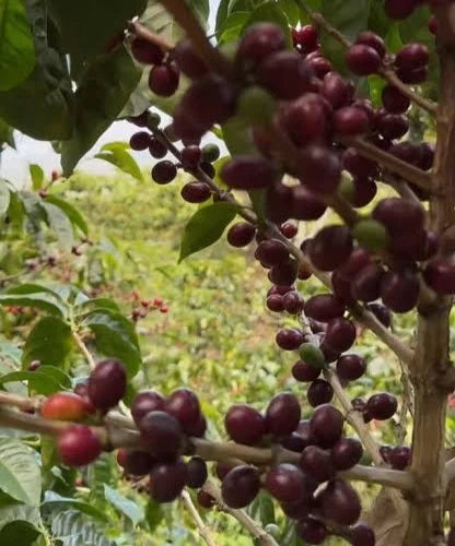 Sidra Purple Coffee Seeds (Coffea arabica var. Sidra) – Certified Heirloom Specialty Coffee Beans for Planting