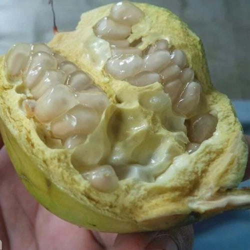 100+ White Pulps Pomegranate Seeds (Punica granatum var. White) – Premium Exotic Clear-Aril Fruit Plant Seeds for Planting