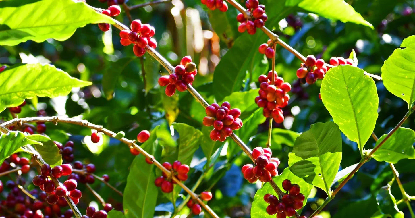 Kintamani Coffee Seeds (Coffea arabica var. Kintamani / Balinese Highland Selection) – Premium Specialty Organic Coffee Plant Seeds for Planting