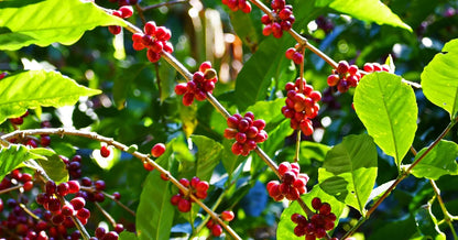 Kintamani Coffee Seeds (Coffea arabica var. Kintamani / Balinese Highland Selection) – Premium Specialty Organic Coffee Plant Seeds for Planting