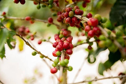 Typica Coffee Seeds (Coffea arabica var. Typica) – Premium Certified High-Yield Specialty Heirloom Gourmet Coffee Bean Seeds for Planting (120+ Pcs)