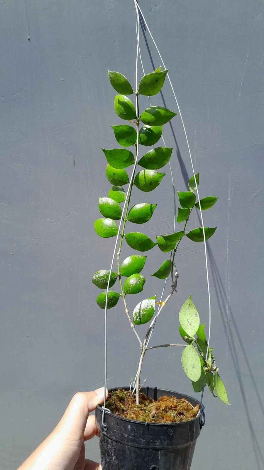Rare Hoya Aeschynanthoides Sp Borneo - Premium Miniature Exotic Tropical Wax Plant