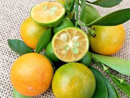 Calamansi Orange Seeds 2,000+ (Citrus microcarpa) – Bulk Acid Citrus Fruit Tree & Calamondin Seeds for Planting