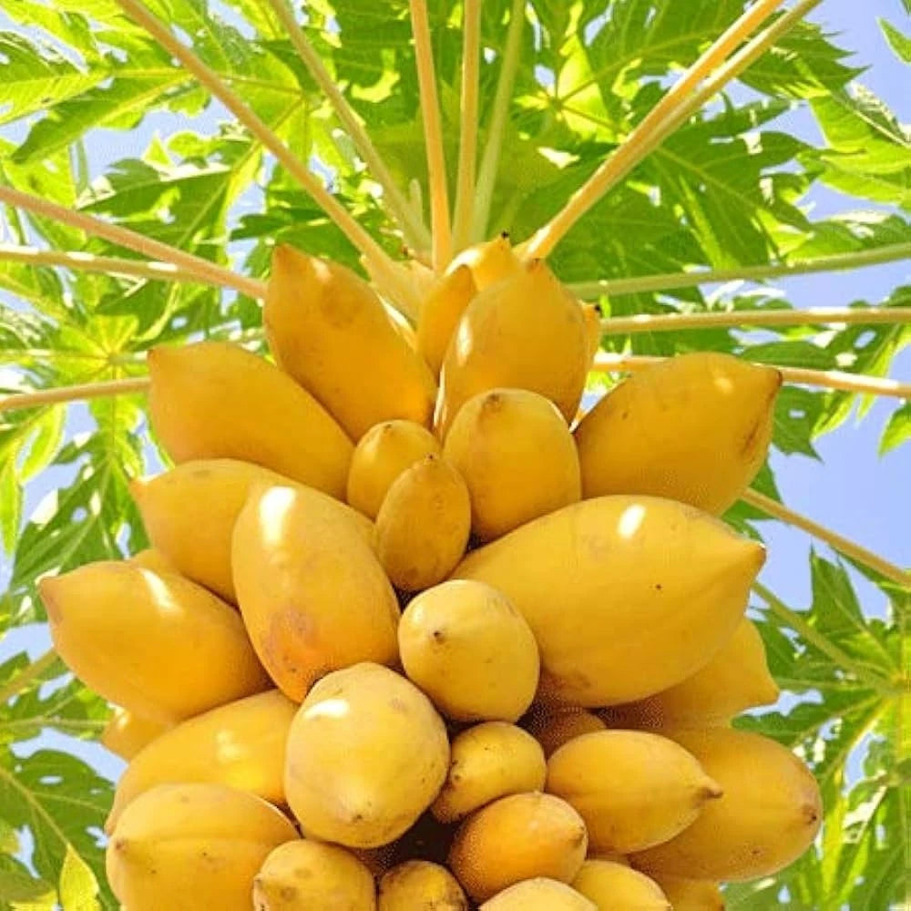 Golden Papaya Seeds (Carica papaya / 150+ Premium Sweet Yellow-Flesh Tropical Fruit Seeds) – Premium Exotic Botanical Specimen Plant Seeds for Planting