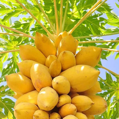 Golden Papaya Seeds (Carica papaya / 150+ Premium Sweet Yellow-Flesh Tropical Fruit Seeds) – Premium Exotic Botanical Specimen Plant Seeds for Planting