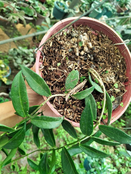 Hoya rubida (sp. Papua) – Rare Tropical Wax Plant