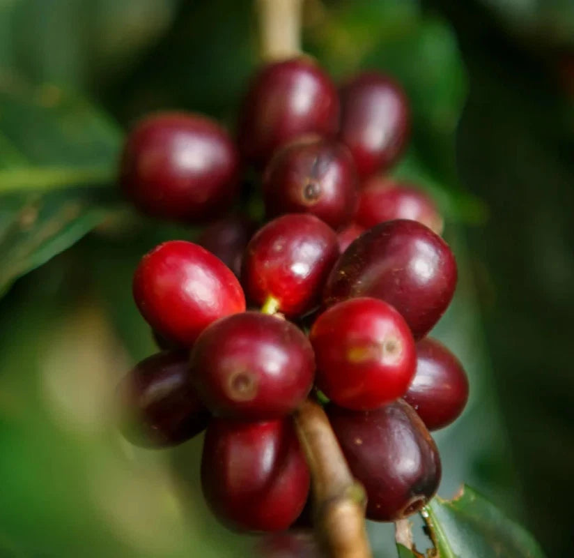 Geisha Guatemala Coffee Seeds (Coffea arabica) – 120+ Premium Rare Gesha Coffee Seeds
