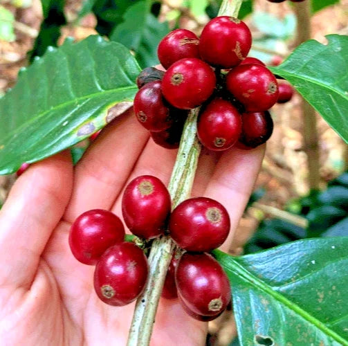 2000+ Premium Coffee Seeds (Coffea arabica var. Red Catuai) – Certified Heirloom Red Catuai Coffee Bean Crop Seeds for Planting