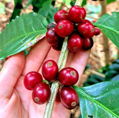 2000+ Premium Coffee Seeds (Coffea arabica var. Red Catuai) – Certified Heirloom Red Catuai Coffee Bean Crop Seeds for Planting