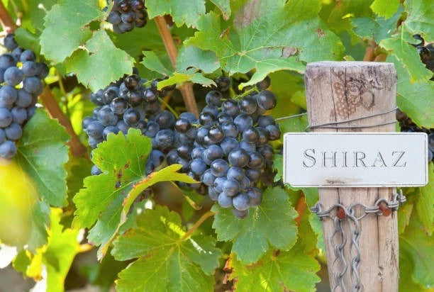 Shiraz Syrah Grape Seeds 100+ (Vitis vinifera) – Fresh Heirloom Red Wine Grape & Exotic Vineyard Fruit Plant Seeds for Cultivation