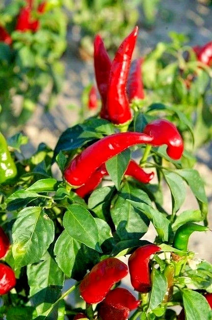 250+ Chili Pepper Seeds (Capsicum sp.) – Bundling 5 Cultivar Garden Package Certified Heirloom Vegetable Seeds for Planting