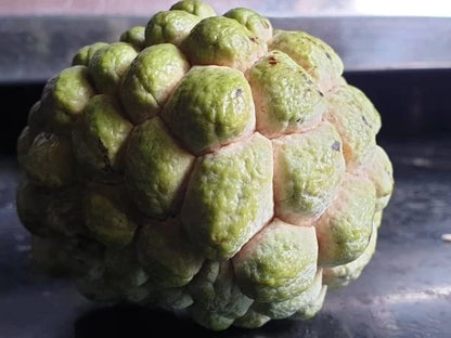 Green Sugar Apple Seeds (Annona squamosa) – Premium Certified High-Yield Sweet Custard Apple Fruit Tree Seeds for Planting (20+ Pcs)