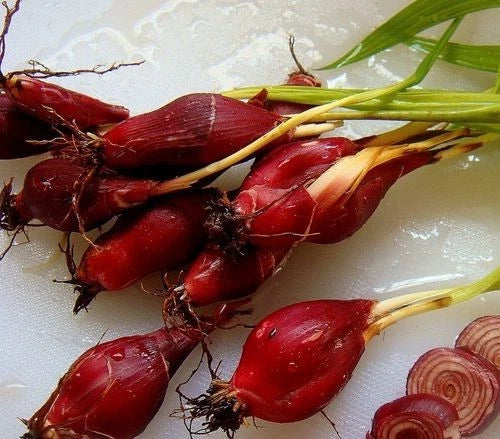 Dayak Onion Sabrang (Eleutherine bulbosa) – 300g Premium Organic Live Rhizomes