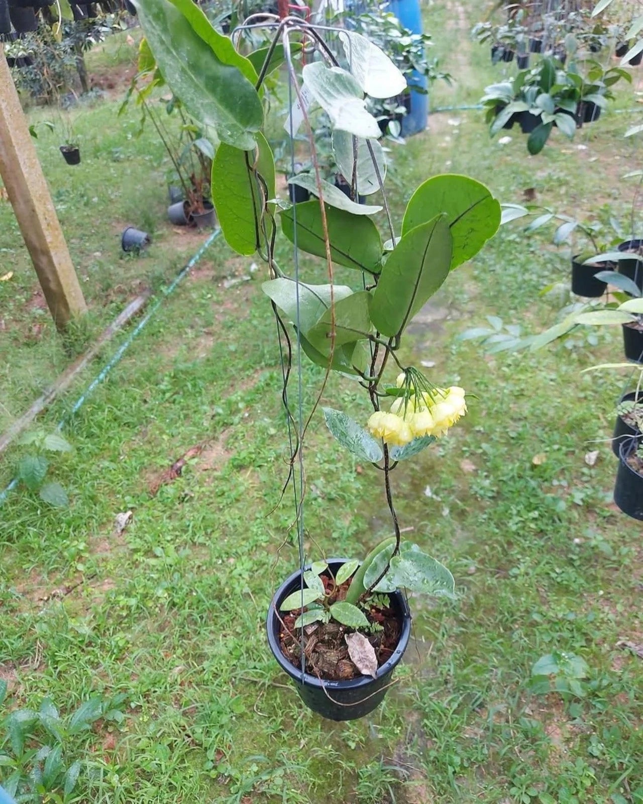 Rare Hoya Inflata Live Plant - Premium Blooming Tropical Lantern Wax Plant Collector Specimen