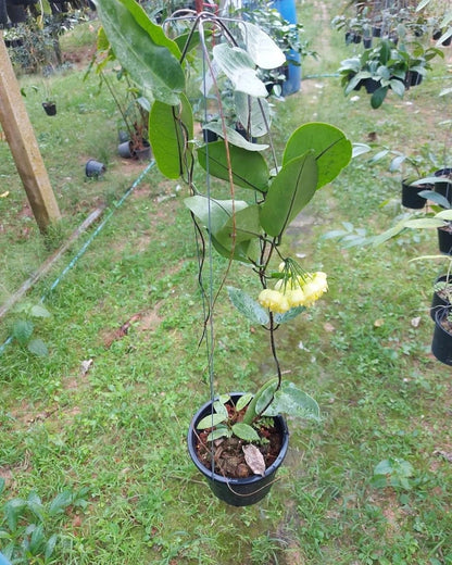 Rare Hoya Inflata Live Plant - Premium Blooming Tropical Lantern Wax Plant Collector Specimen