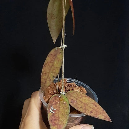 Hoya Aff. Scortechinii Borneo Seeds (Hoya scortechinii affiliate / Rare Bornean Tropical Wax Plant Seeds) – Premium Exotic Botanical Specimen Plant Seeds for Planting