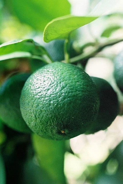 Kabosu Citrus Seeds (Citrus Sphaerocarpa) – Certified Heirloom Japanese Acid Citrus Fruit Crop for Planting