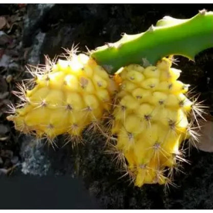 Yellow Dragon Fruit Seeds (Selenicereus megalanthus) – 5.000+ Premium Golden Pitaya Seeds