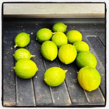 Mexican Key Lime Seeds (Citrus aurantiifolia) – 1000++ Bulk Premium Citrus Seeds