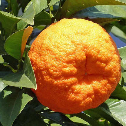 Bitter Orange Seeds 100+ pcs (Citrus aurantium) – Premium Certified Seville Orange Fruit Tree Plant Seeds for Planting