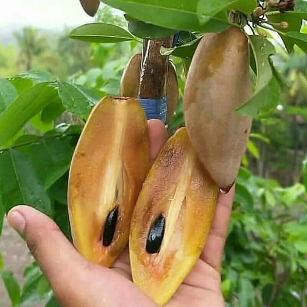 35+ Rare Long Sapodilla Seeds (Manilkara zapota var. Mentimun Sapodilla) – Premium Elongated Sweet Tropical Fruit Tree Seeds for Planting