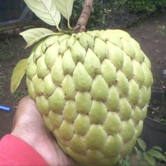 50++ Giant Custard Apple Seeds (Annona squamosa var. Jumbo Sugar Apple) – Premium High-Yield Exotic Tropical Fruit Plant Seeds for Planting
