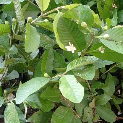 Premium Live Grafted Red Crystal Guava Tree - Exotic Tropical Fruit Bearing Plant