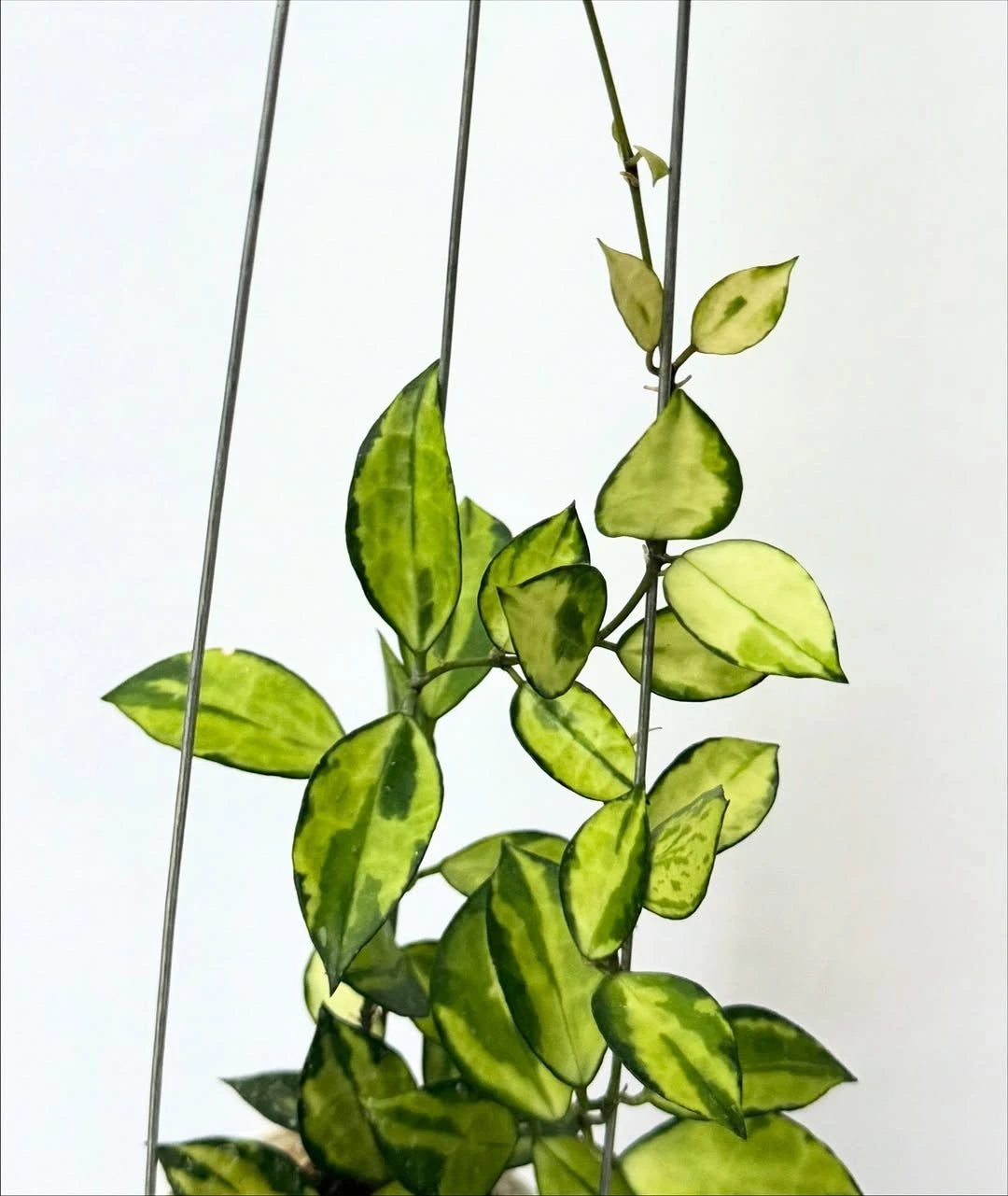 Hoya Lacunosa Asami Reborn Sp JaBar – Rare Tropical Indoor Outdoor Wax Plant Certified Live Specimen for Planting