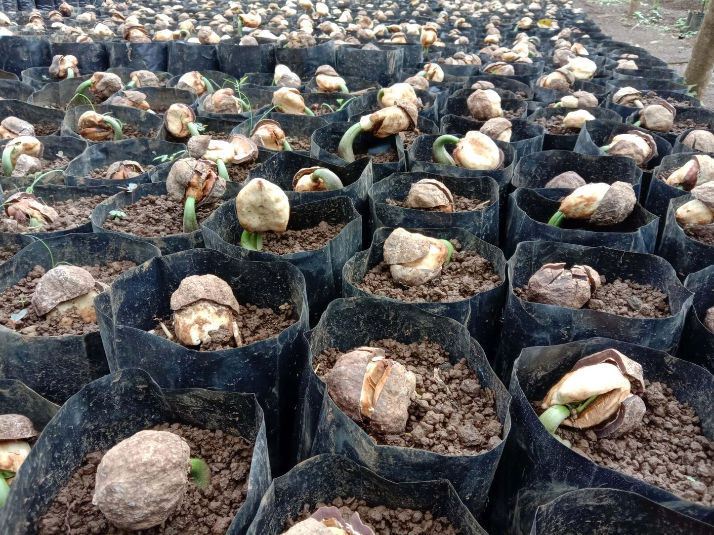Premium Candlenut Seeds (300+ pcs) - Authentic Kukui Nut Tree (Aleurites moluccana) for Planting