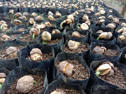 Premium Candlenut Seeds (300+ pcs) - Authentic Kukui Nut Tree (Aleurites moluccana) for Planting