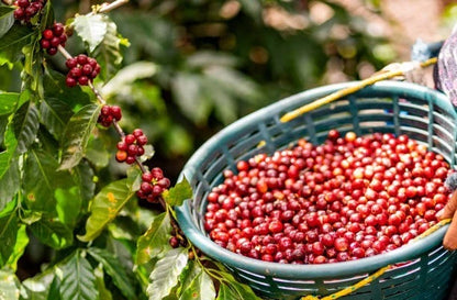 Premium S288 Coffee Seeds (Coffea arabica x Coffea liberica) – Exotic Coffee Bean Seeds for Planting (300+ Pcs)