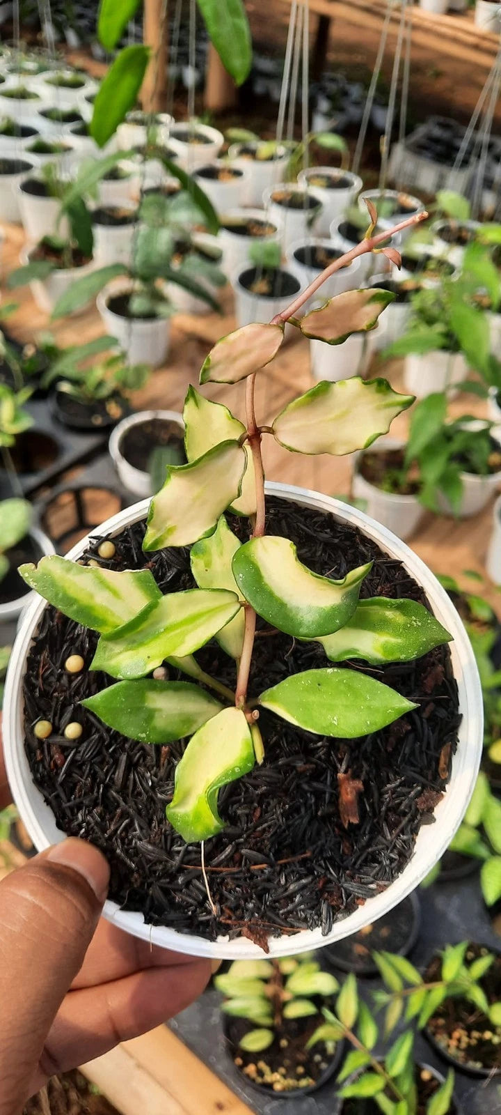 Hoya Lacunosa Minara – Rare Tropical Indoor Outdoor Wax Plant Certified Live Specimen for Planting