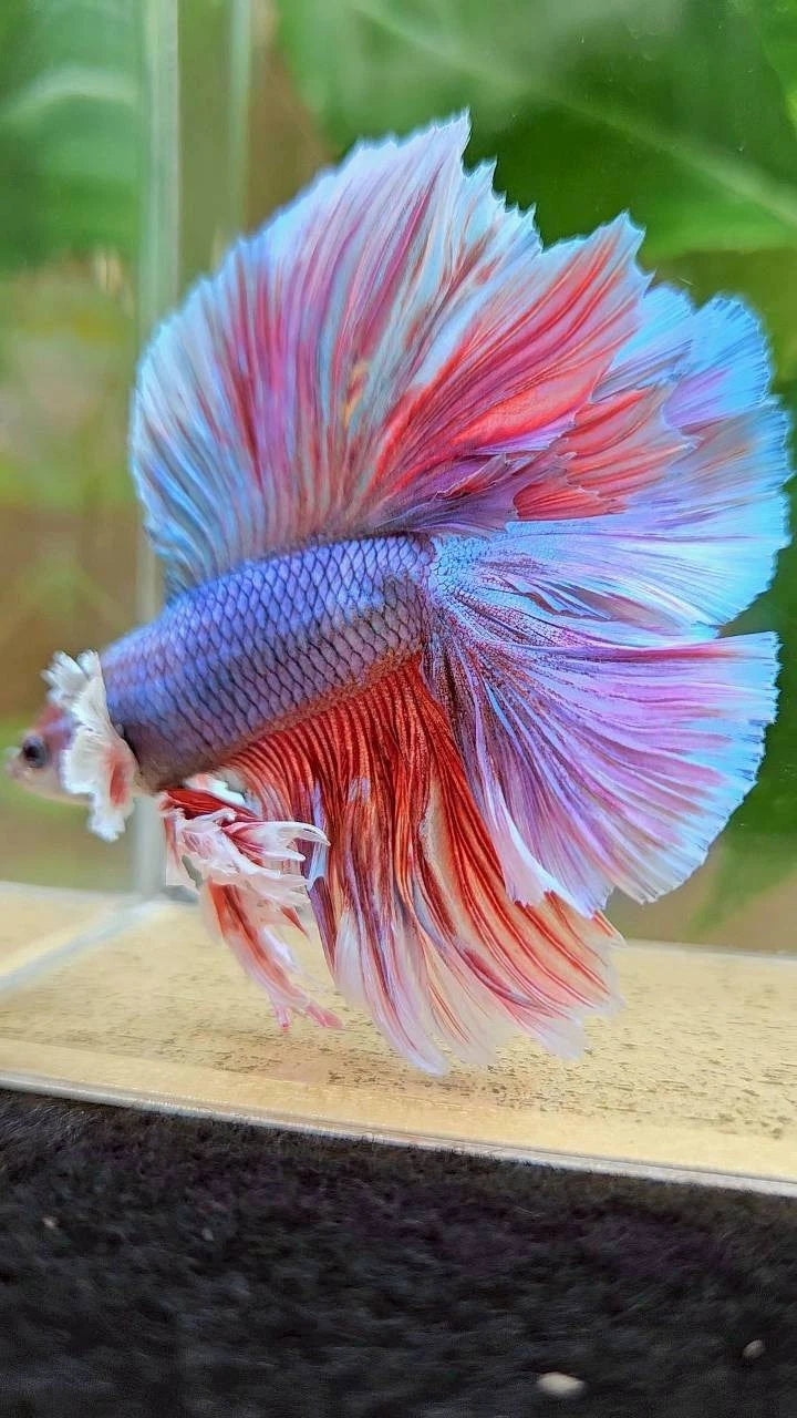 Rare King Halfmoon Double Tail Blue Red Shine - Premium Import Betta Fish