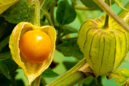 Extra Sweet Yellow Big Physalis Ciplukan 250++ Seeds (Physalis peruviana) – Golden Berry Fruit Seeds for Planting