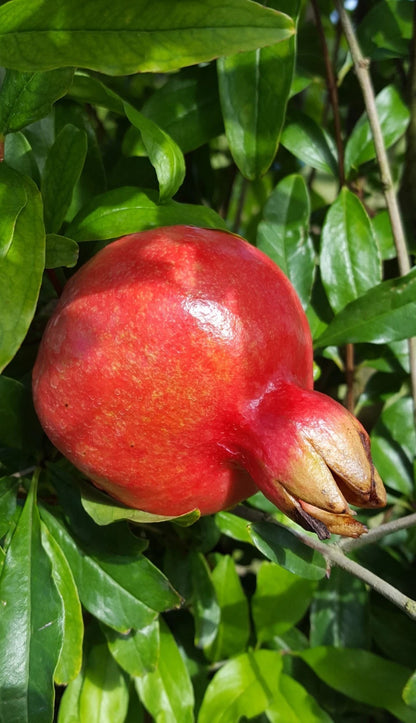 100+ 'Al-Sirin' Pomegranate Seeds (Punica granatum) – Elite Sweet-Fleshed Botanical Specimen (Collectors Quality)