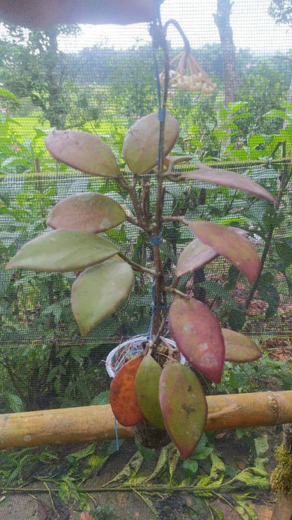 Hoya Minahasae Red Leaves (Wax Plant) – Rare Epiphytic Tropical Vine with Stunning New Red Foliage for Indoor & Outdoor Display
