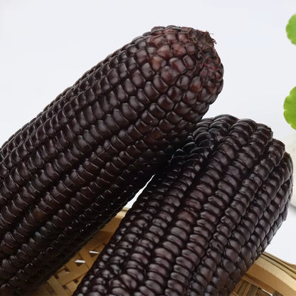 Black Waxy Corn (Zea mays var. ceratina) – 250+ Premium Glutinous Seeds