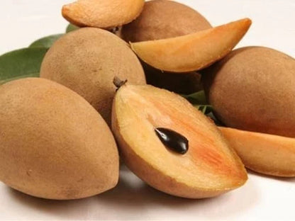 Premium Chikito Dwarf Sapodilla Seeds (Manilkara zapota var. Chikito) – Compact Chico Zapote Exotic Fruit Seeds for Planting (35+ Pcs)